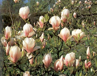 kvt magnolie (33 KB)