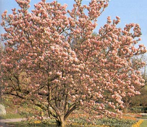 strom magnolie v kvtu (34 KB)